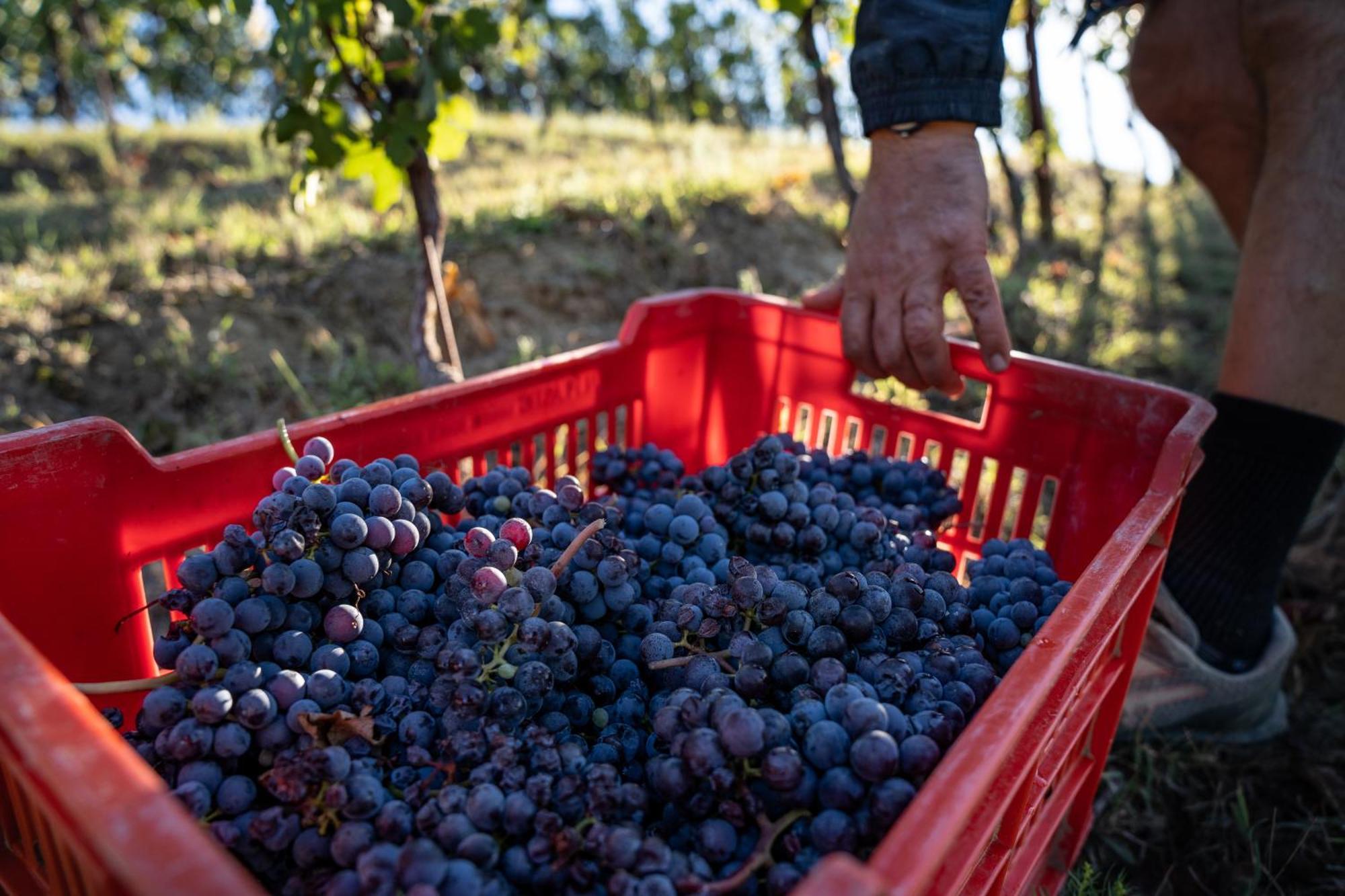 Agriturismo Antichi Poderi Gallina เนเว ภายนอก รูปภาพ